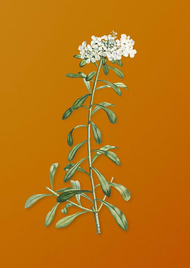 Small White Flowers Flower