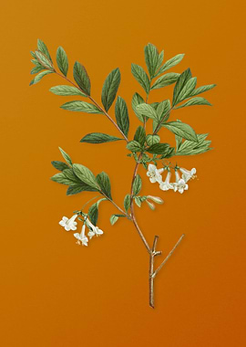 White Honeysuckle Plant