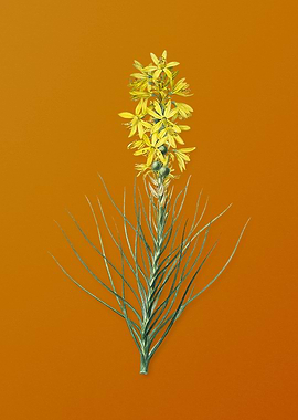 Vintage Yellow Asphodel