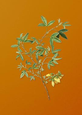 Stinking Bean Trefoil