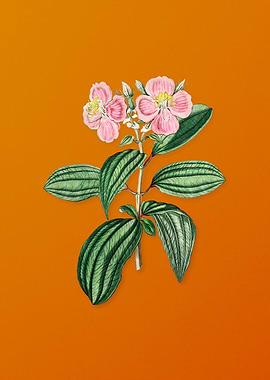 Starry Osbeckia Flower