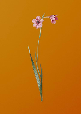 Vintage Sword Lily Flower