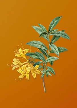 Vintage Yellow Azalea