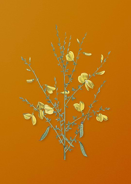 Yellow Broom Flowers