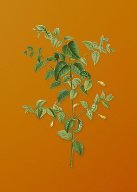 Vintage Tree Fuchsia