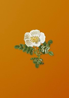 Vintage White Burnet Rose