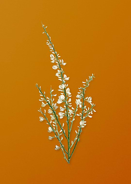 Vintage White Broom Flower