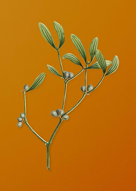 Viscum Album Branch Flower
