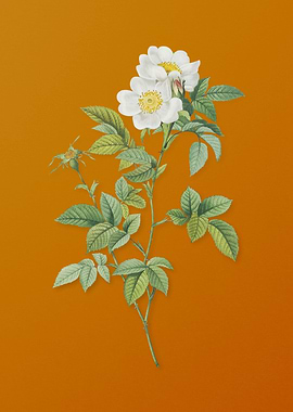 Vintage White Anjou Roses