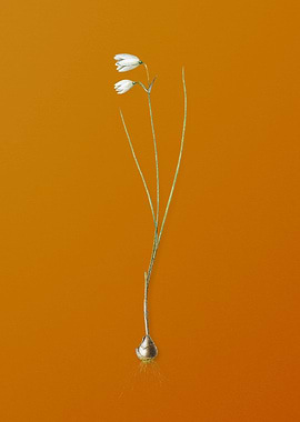 Vintage Snowbell Flower