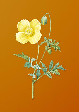 Vintage Welsh Poppy Flower