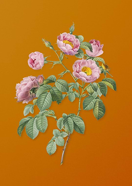 Vintage Tomentose Rose