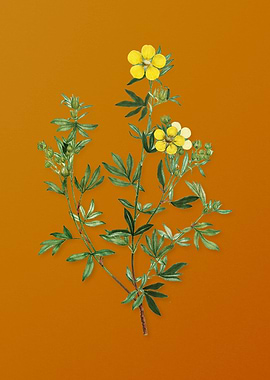 Yellow Buttercup Flowers