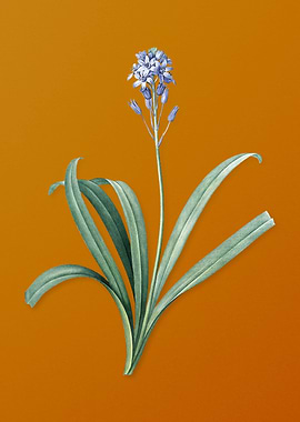 Vintage Spanish Bluebell