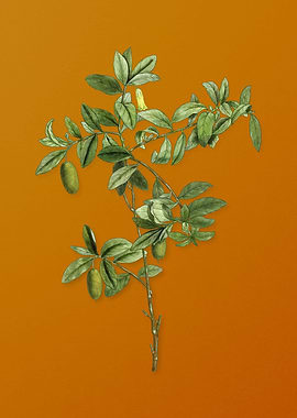 Vintage Apple Berry Fruit