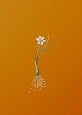 Vintage Snowdon Lily