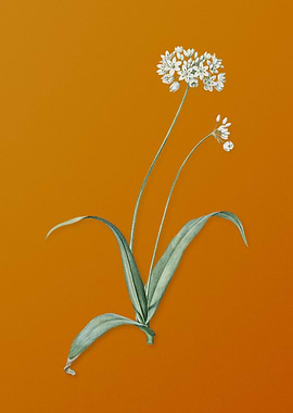 Vintage Spring Garlic