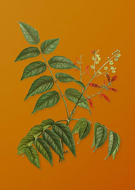 Vintage Tree of Heaven