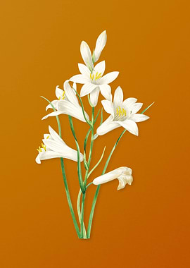 Vintage St Brunos Lily