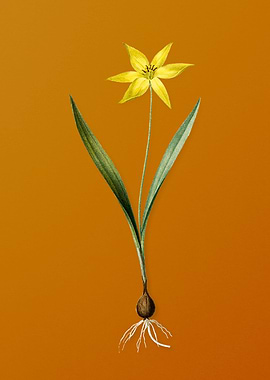 Vintage Tulipa Celsiana