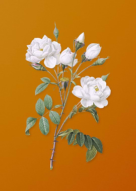 Vintage White Rose Flower