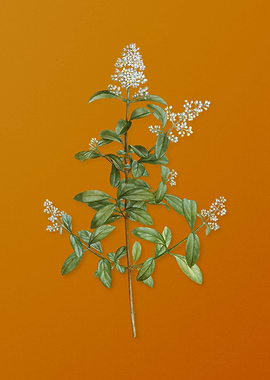 Vintage Wild Privet Flower