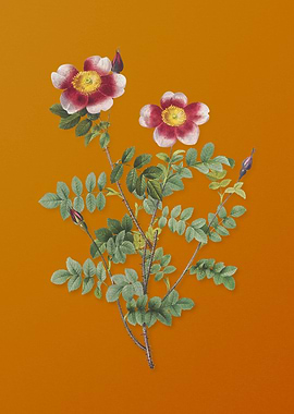 Variegated Burnet Rose