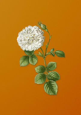 Vintage White Rose of York