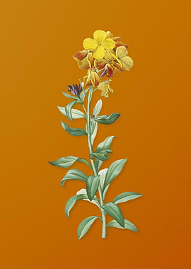 Yellow Wallflower Bloom