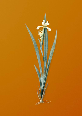 Vintage Yellow Banded Iris