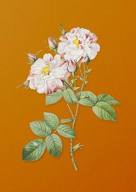 Vintage White Damask Rose