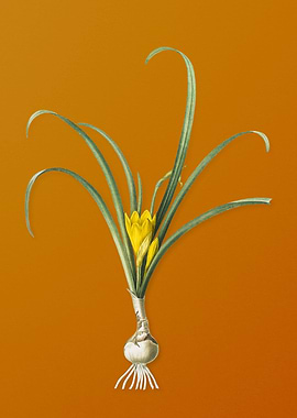 Yellow Autumn Crocus