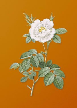 Vintage White Rose Flower