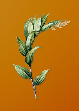 Vintage Treacleberry