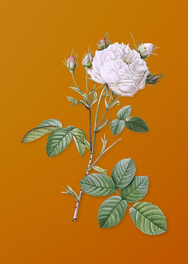 White Provence Rose Flower