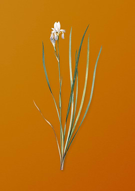 Vintage Siberian Iris