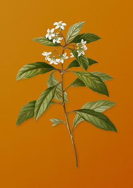 Sweet Pittosporum Branch