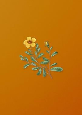 Vintage Sweetbriar Rose