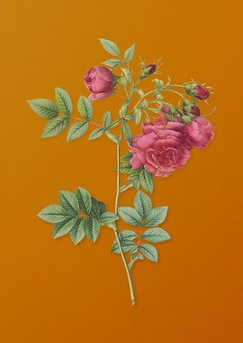 Vintage Turnip Roses