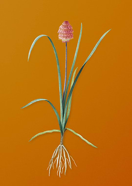 Veltheimia Abyssinica