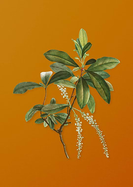 Vintage Swamp Titi Leaves