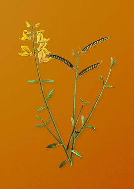 Vintage Spanish Broom