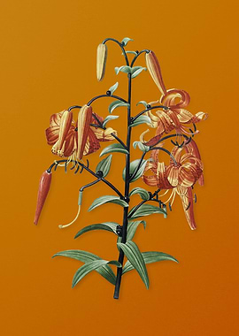 Vintage Tiger Lily Flower