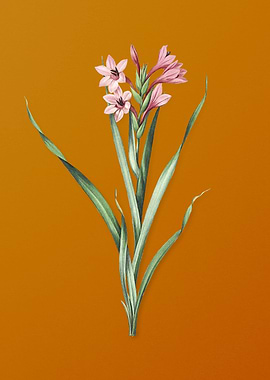 Vintage Sword Lily Flower