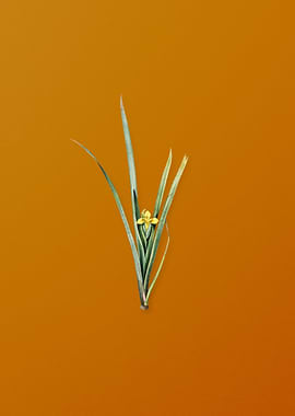 Vintage Yellow Iris Flower