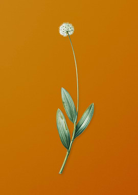 Vintage Victory Onion