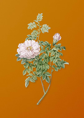 Vintage Ventenats Rose