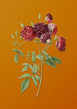 Vintage Ternaux Rose Bloom