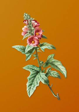 Vintage Tree Mallow Flower