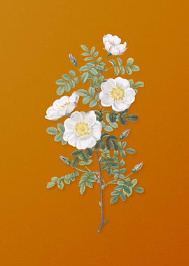 Vintage White Burnet Roses